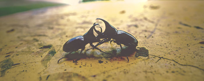 Close-up of shoes on sand