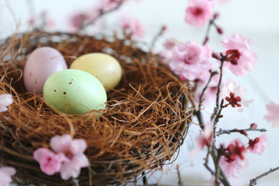 Close-up of flowers in nest