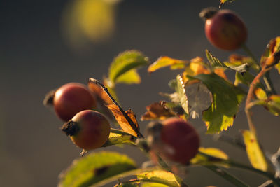 Close-up of fruits on tree