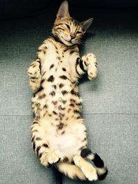 Cat sleeping on tiled floor