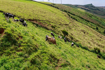 Flock of cows grazing in field