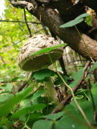 Close-up of mushroom growing in forest