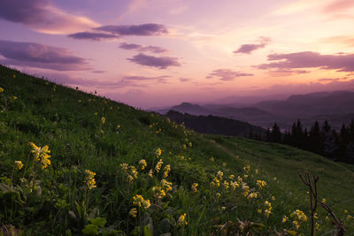 Scenic view of grassy field against sky during sunset