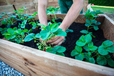 Cropped hands planting crops at vegetable garden