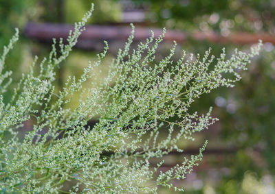 Wormwood branch with seeds, summer