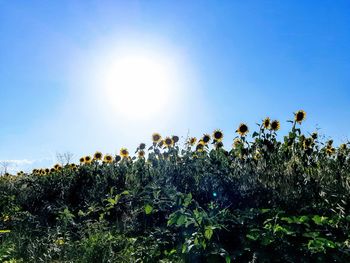 Plants growing on field against sky on sunny day