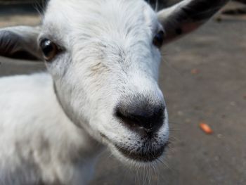 Close-up portrait of horse