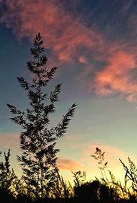 Low angle view of silhouette trees against sky at sunset