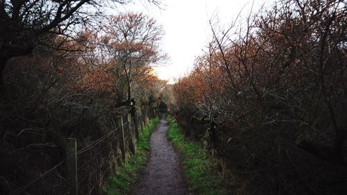 Road amidst trees against sky