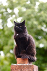 Portrait of cat sitting on wood against trees