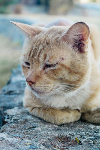 Close-up of a cat