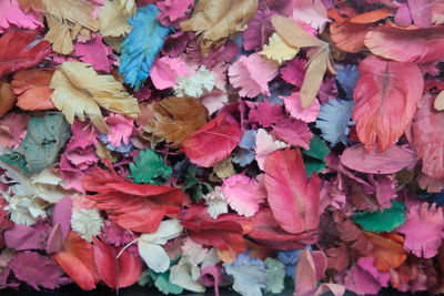 Full frame shot of autumn leaves