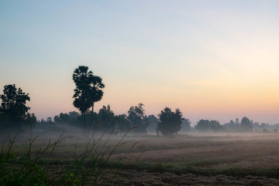 Trees on field against sky during sunset