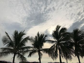 Low angle view of palm trees against sky