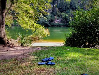 Scenic view of lake with trees in background