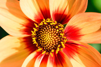 Close-up of orange flower pollen