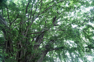 Low angle view of bamboo trees in forest