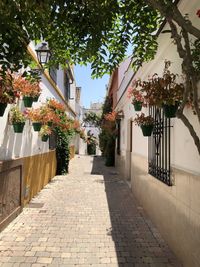 Alley amidst houses and trees in city