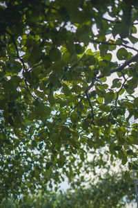 Low angle view of berries growing on tree