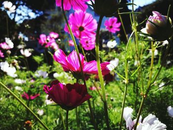 Close-up of pink flowering plants on field