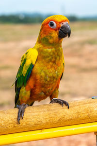 Close-up of parrot perching on railing