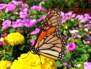 Close-up of butterfly pollinating on yellow flower