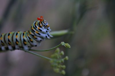 Close-up of caterpillar on plant