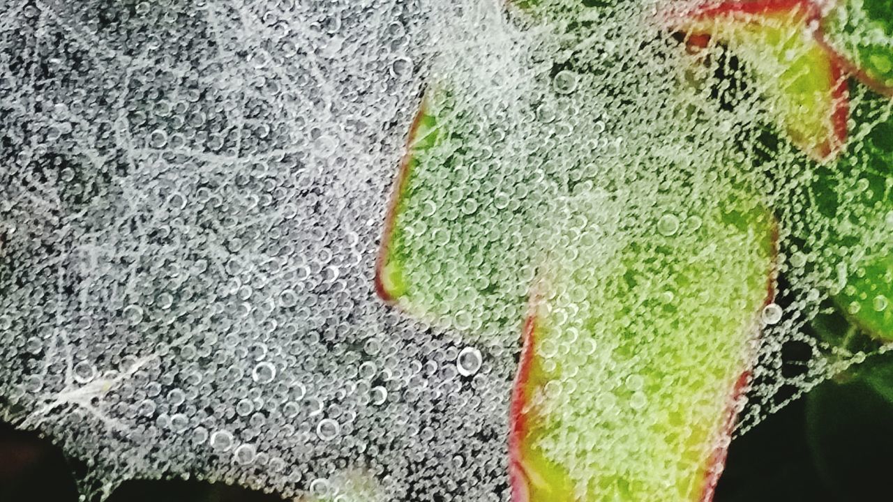 Raindrops on spider web