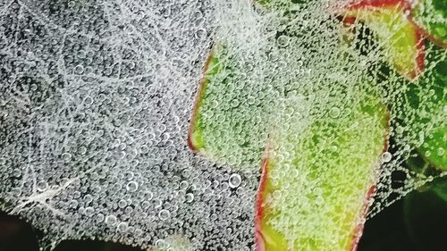 Close-up of leaf