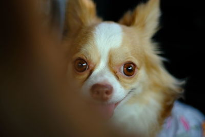 Close-up portrait of a dog