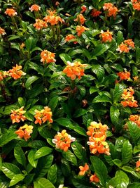 Close-up of orange flowering plants