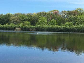 Scenic view of lake by trees in forest against sky