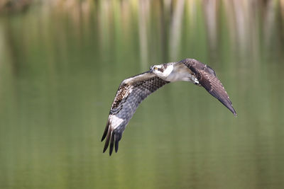 Osprey bird flying above lake
