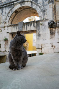 Close up grey cat with exterior architecture