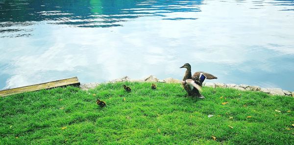 High angle view of bird in lake