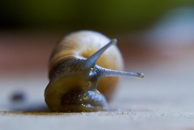 Close-up of snail