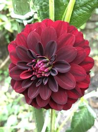 Close-up of red dahlia