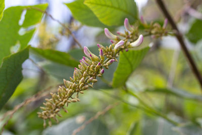 Close-up of flowering plant against blurred background