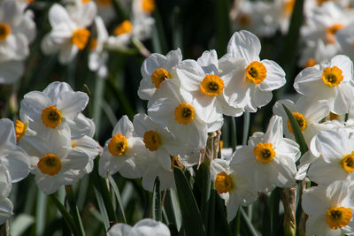 Close-up of white flowering plants