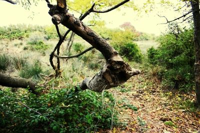 Trees in field