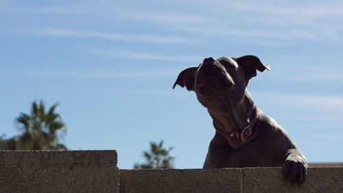 Dog against sky