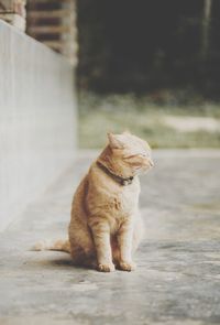 Cat sitting on a footpath