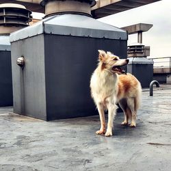 Border collie standing on floor