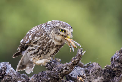 Close-up of owl eating insect while sitting on branch