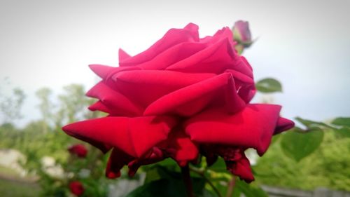 Close-up of red rose