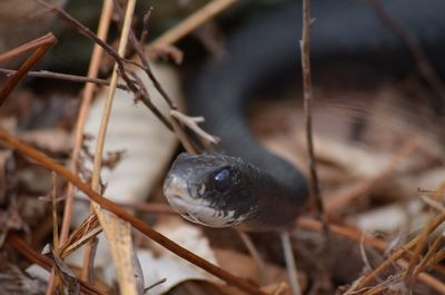 Upclose with a adult black racer snake 