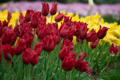 Close-up of red flowering plants on field