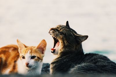 Close-up of two cats