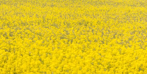 High angle view of oilseed rape field