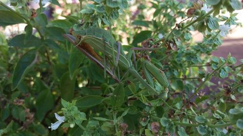 Close-up of leaves